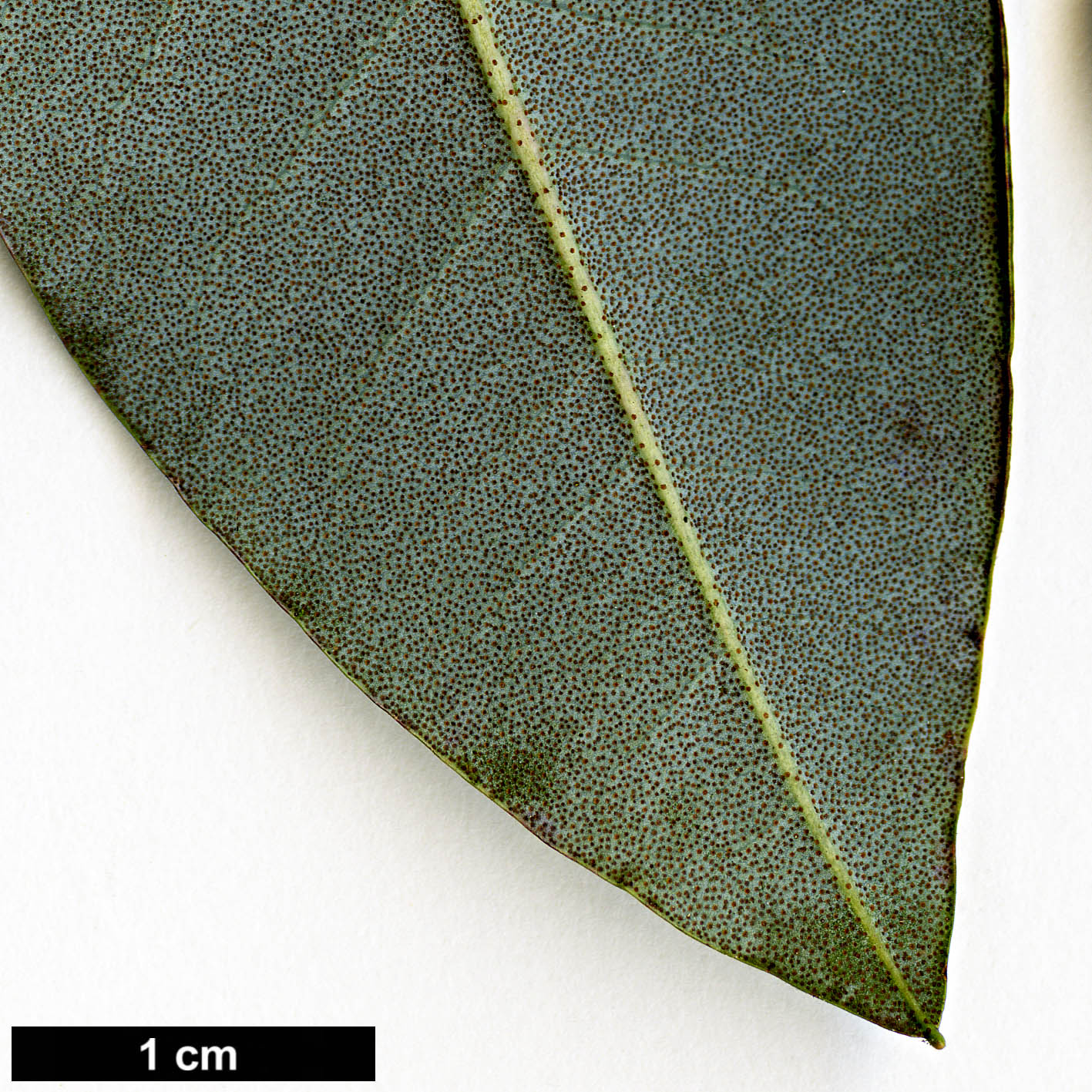 High resolution image: Family: Ericaceae - Genus: Rhododendron - Taxon: triflorum - SpeciesSub: var. bauhiniiflorum